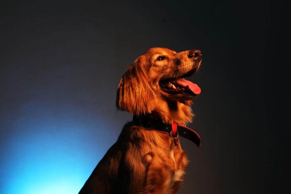 golden retriever puppy for sale